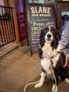 A black‑and‑white dog on a leash sits on a tiled floor near a chalkboard sign at Tin Lizzie Gaming Resort.